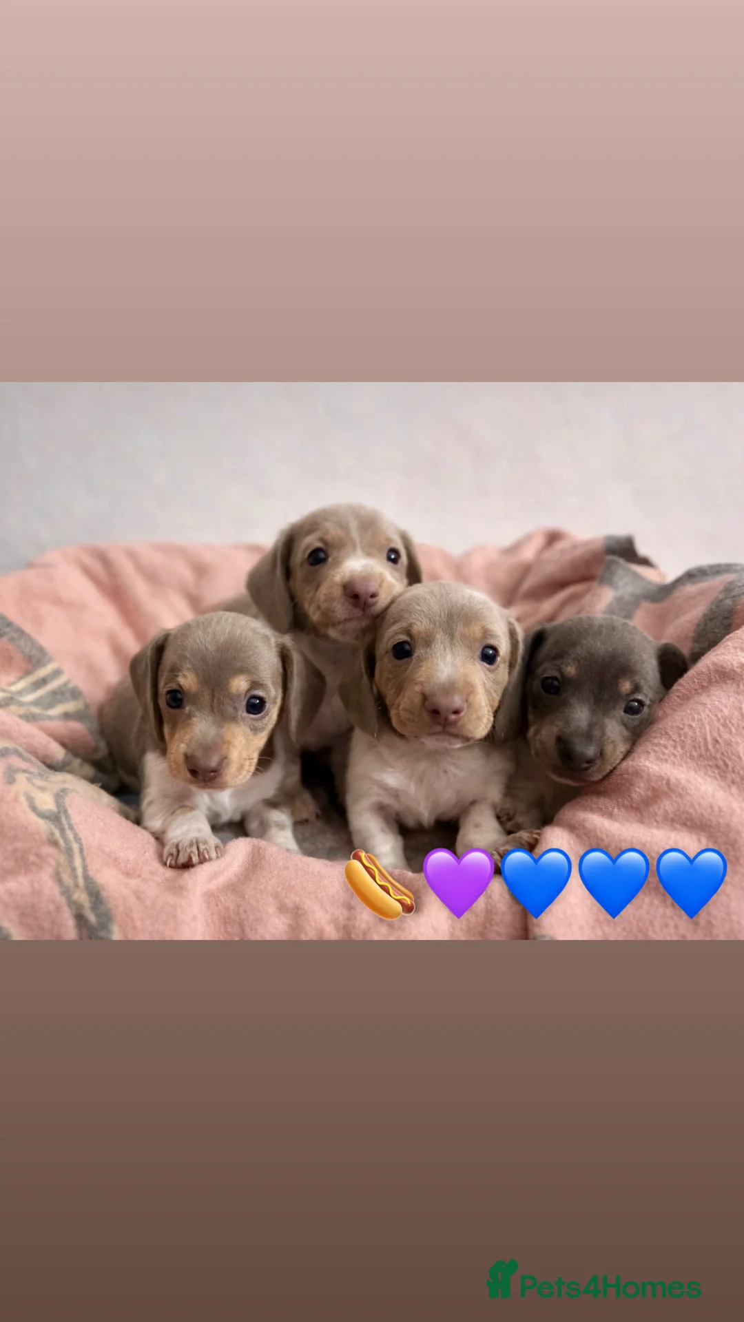 Miniature Dachshund dogs for sale: Beautiful litter of piebald puppies - Advert 1