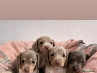Miniature Dachshund dogs Beautiful litter of piebald puppies - Advert 16