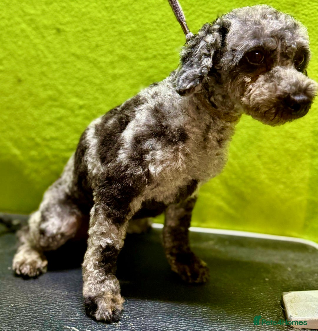 Poodle dogs for adoption: Dusty's Story: Spirit Unbroken - Image 7