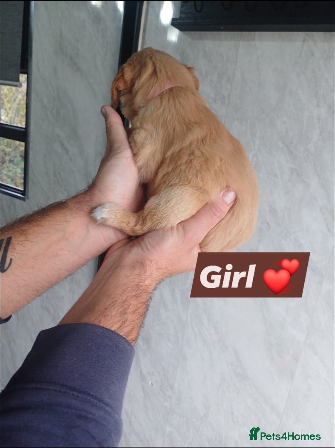 Labrador Retriever dogs for sale: READY TO LEAVE NOW KC registered golden retrievers - Advert 5