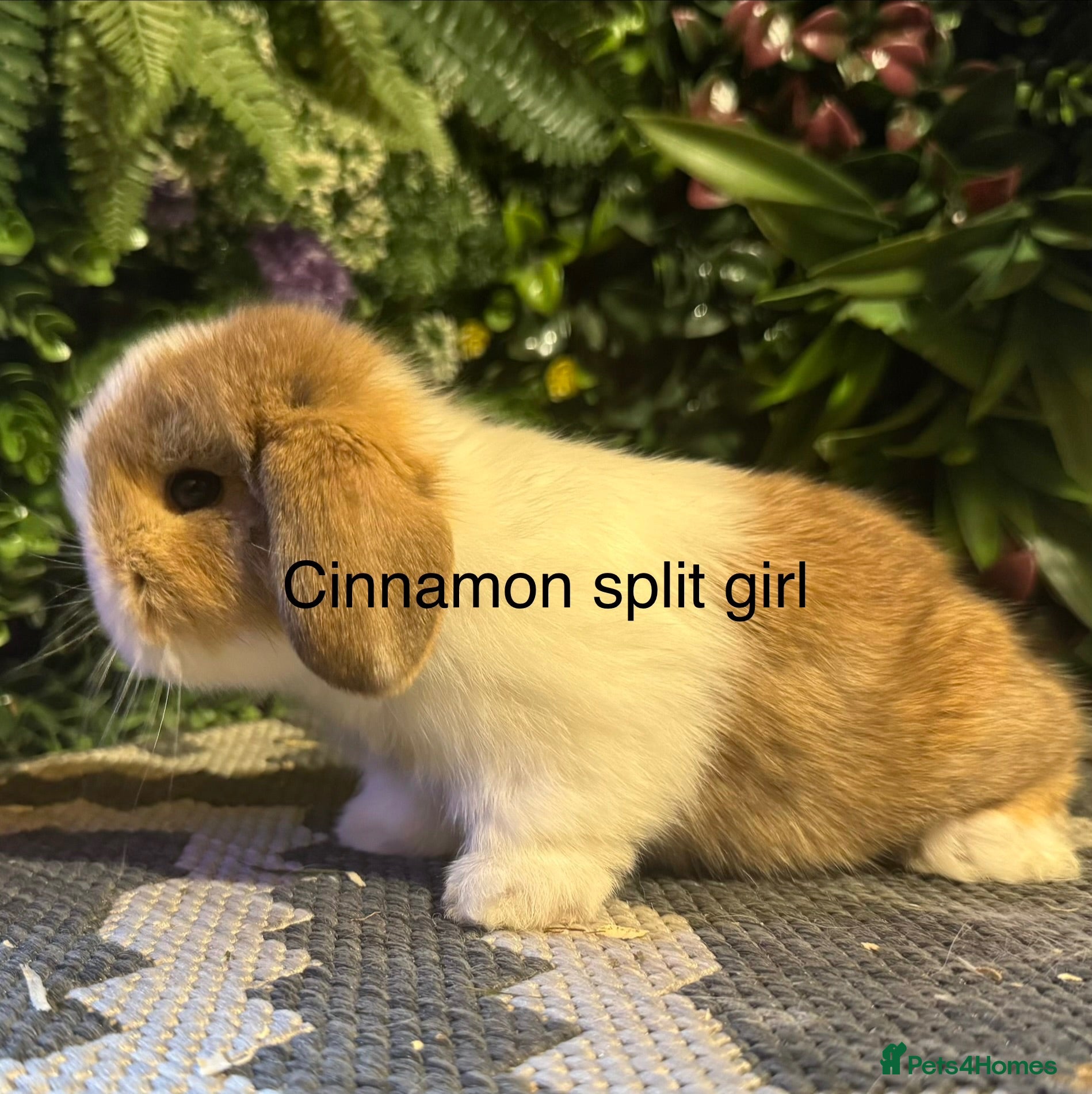 Mini Lop rabbits Pure bred mini lops ready to preorder  - Advert 1