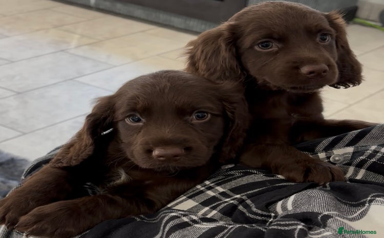 Cocker Spaniel dogs - Advert 2