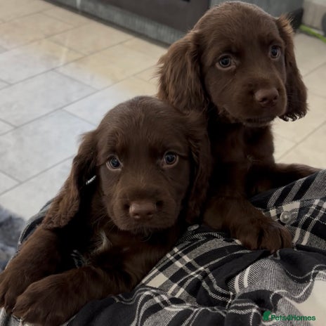 Cocker Spaniel dogs - Advert 5