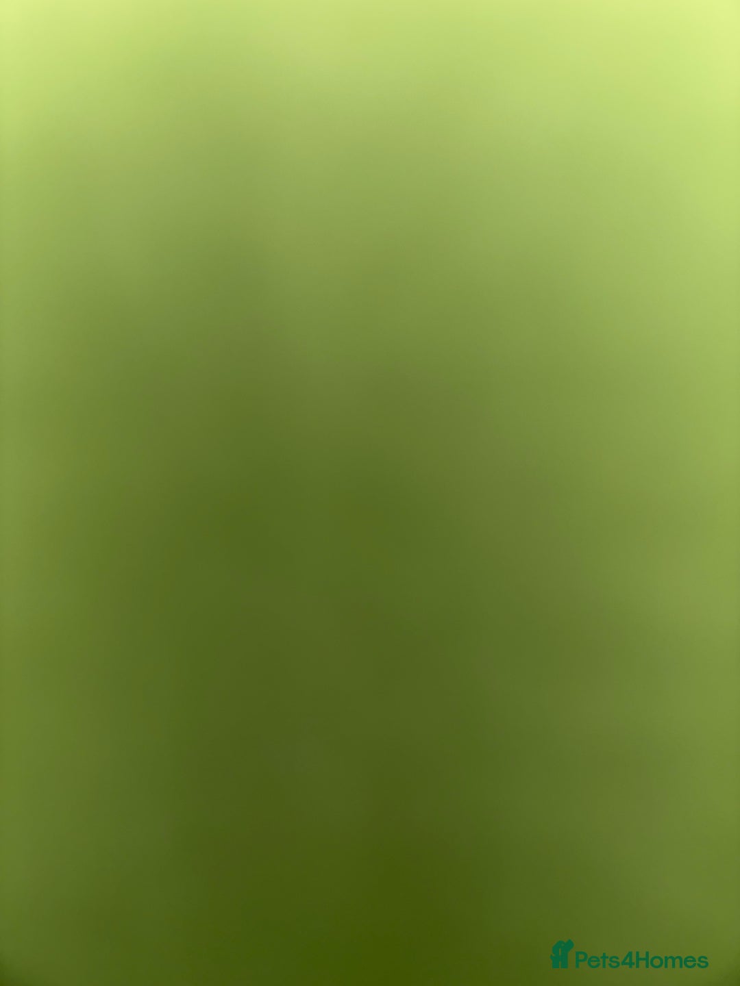 Mixed Breed dogs for sale: Bedlington X whippet  - Advert 6