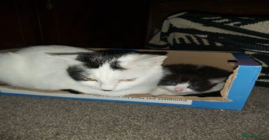 Mixed Breed cats - Advert 12