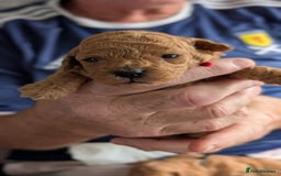 Shihpoo dogs for sale: Toy f1bb shipoo - Image 8