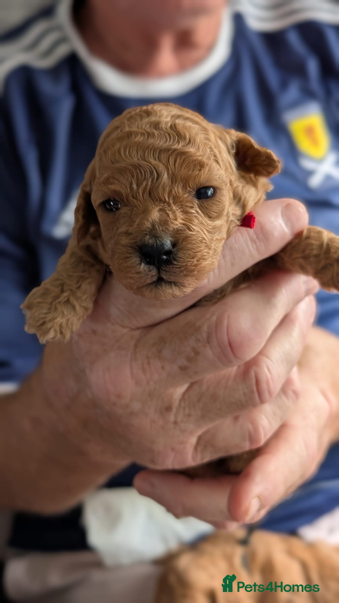 Shihpoo dogs for sale: Toy f1bb shipoo - Image 8