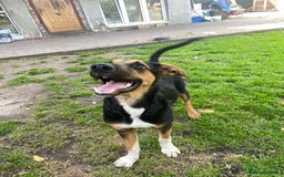 Mixed Breed dogs for adoption: 💙🐶 BRUNO 🐶💙 - Image 5