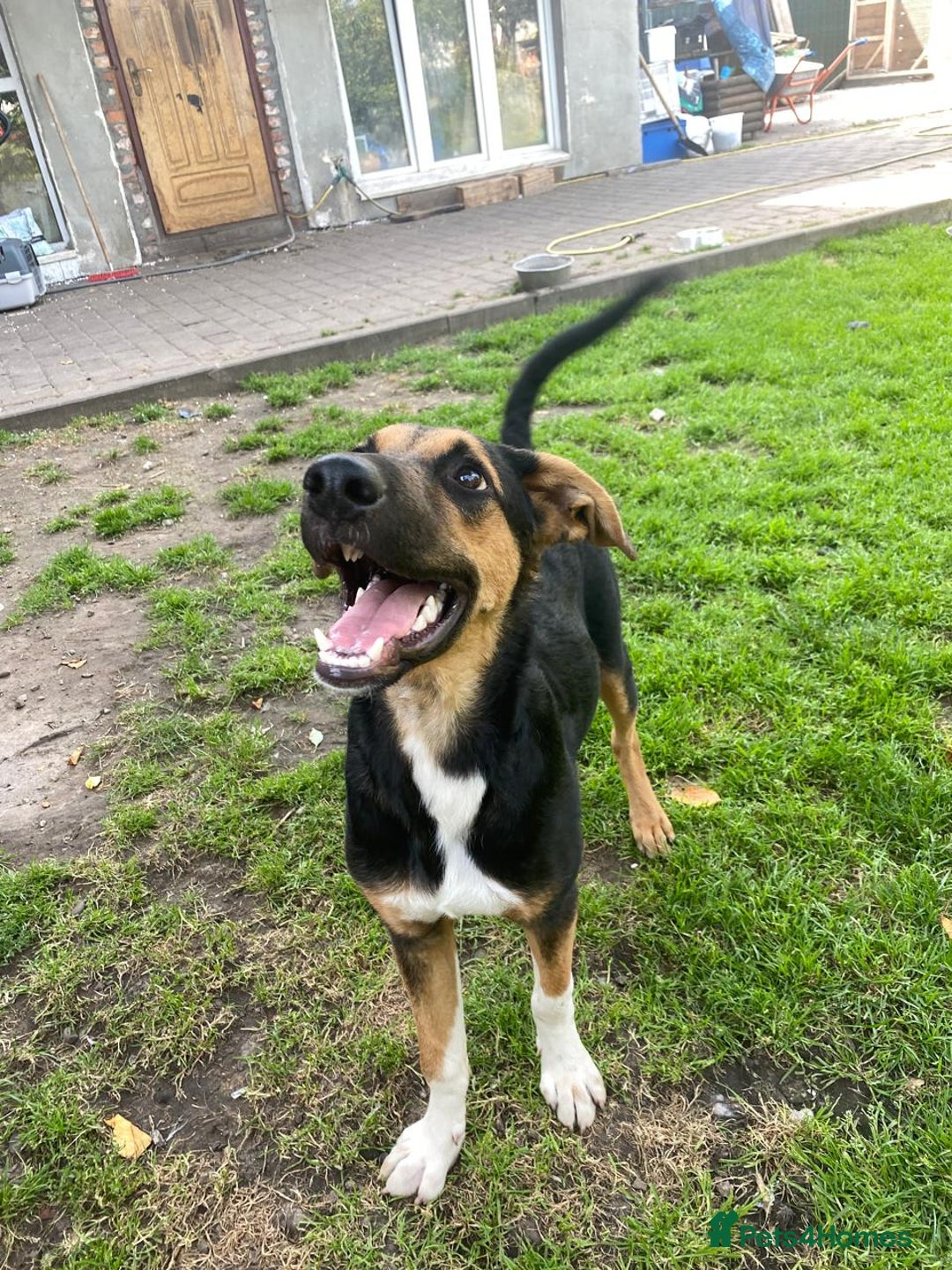 Mixed Breed dogs for adoption: 💙🐶 BRUNO 🐶💙 - Image 5