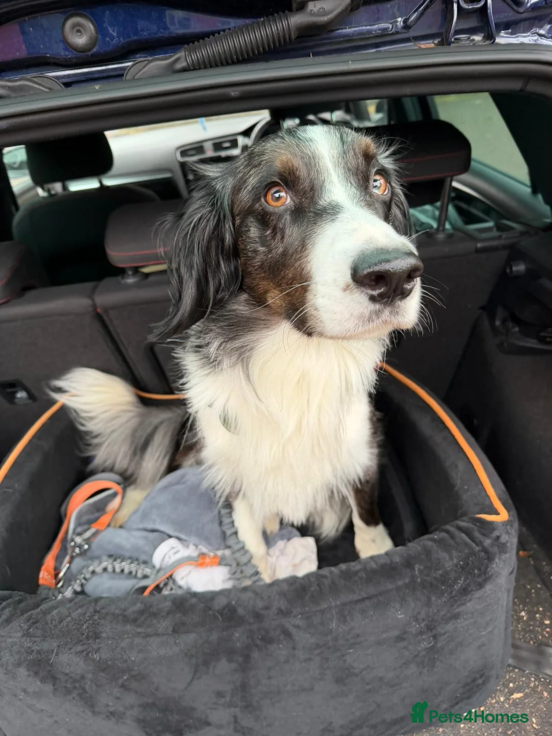 Sprollie dogs for stud: Marle blue sprollie for stud  in High Wycombe - Advert 5