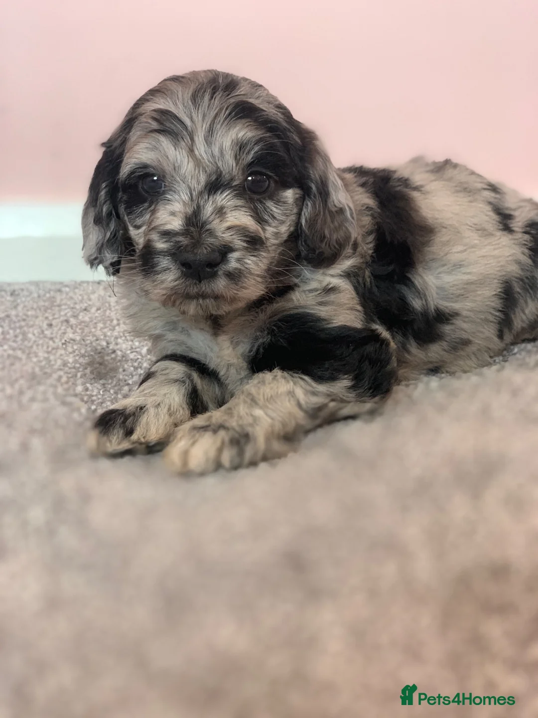 Mini Goldendoodle dogs for sale: 10 lovely little bundles of joy - Advert 2