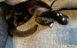 Mixed Breed cats for sale: NEED GONE ASAP2 cutekittens looking for a new home - Image 4