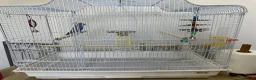 Budgerigars birds for sale: Blue Healthy budgie  in London - Advert 3