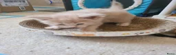 Maine Coon cats for sale: Full pedigree maine coon kittens  - Advert 8