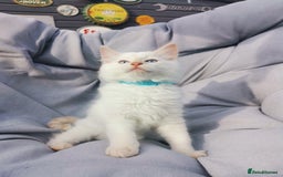 Ragdoll cats for sale: 2 left Pure Health tested huge ragdoll kittens  - Image 4