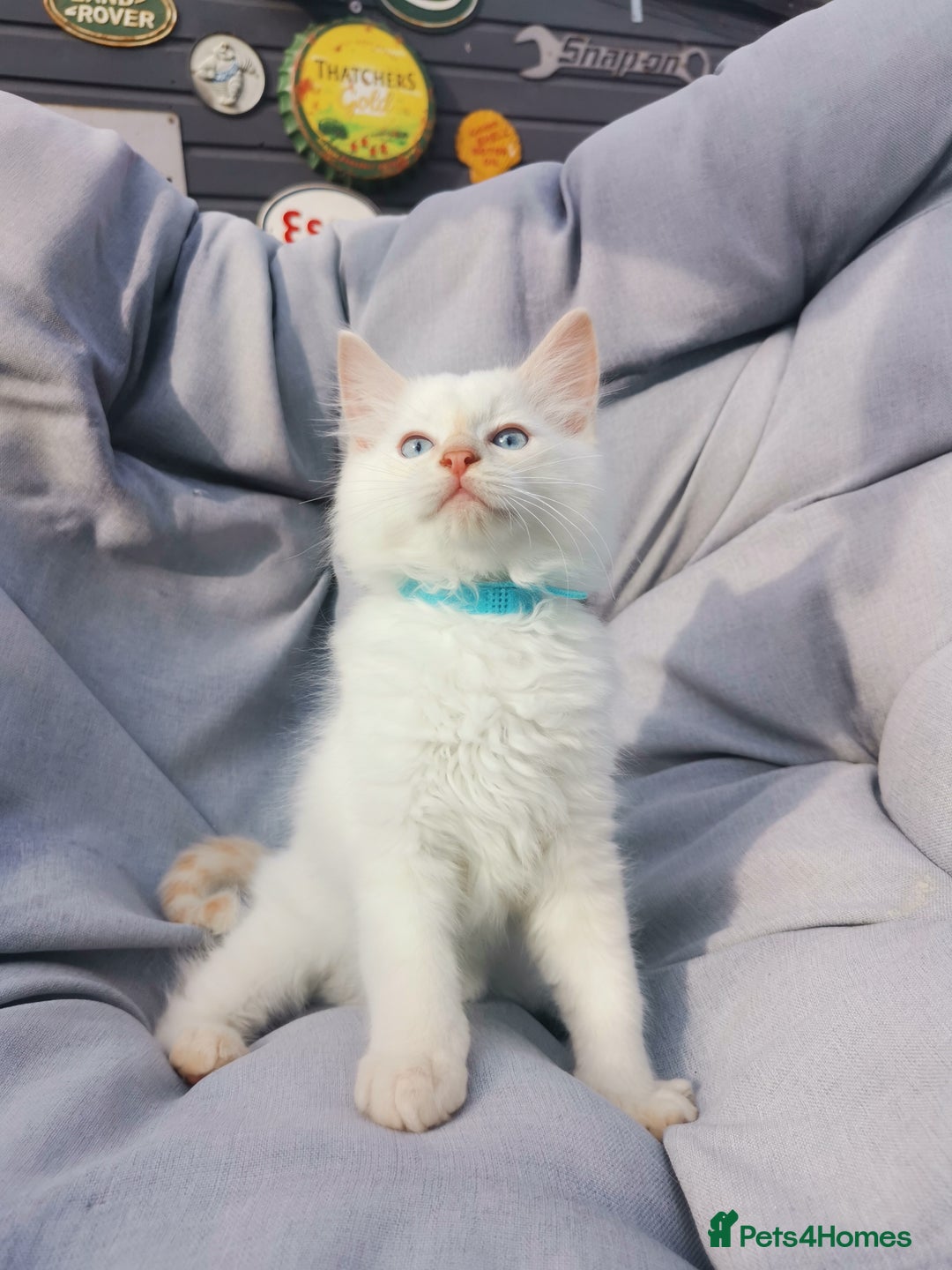 Ragdoll cats for sale: 2 left Pure Health tested huge ragdoll kittens  - Image 4