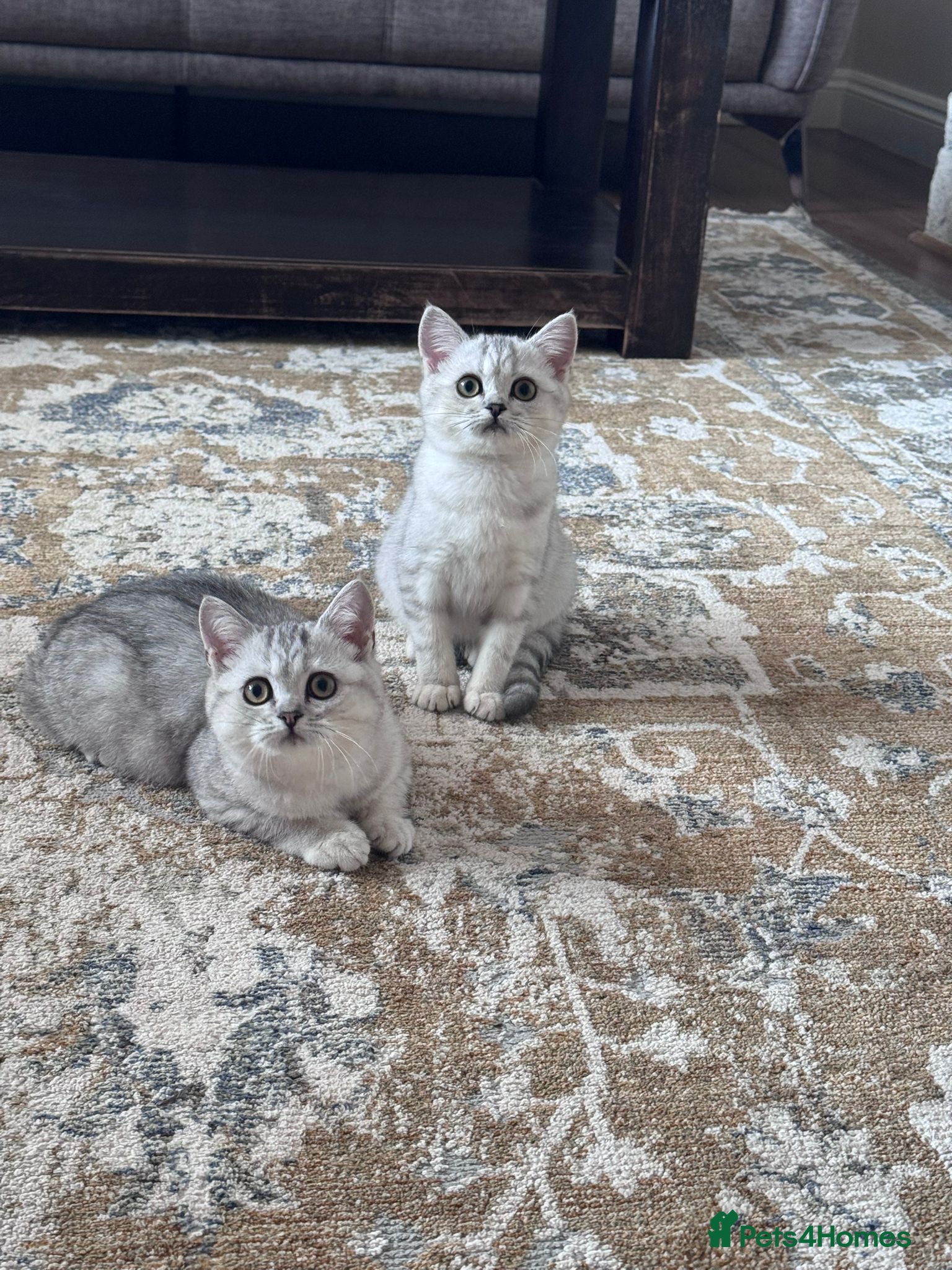 British Shorthair cats TICA Reg.BSH Black Silver Spotted Tabby kittens - Advert 1