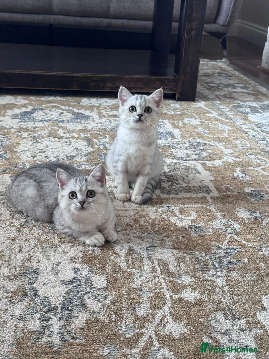 British Shorthair cats for sale: TICA Reg.BSH Black Silver Spotted Tabby kittens - Advert 1