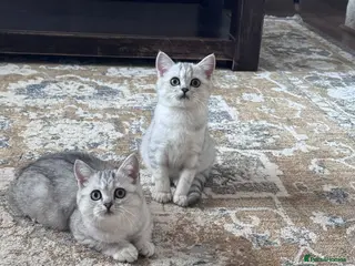 British Shorthair cats TICA Reg.BSH Black Silver Spotted Tabby kittens - Advert 10