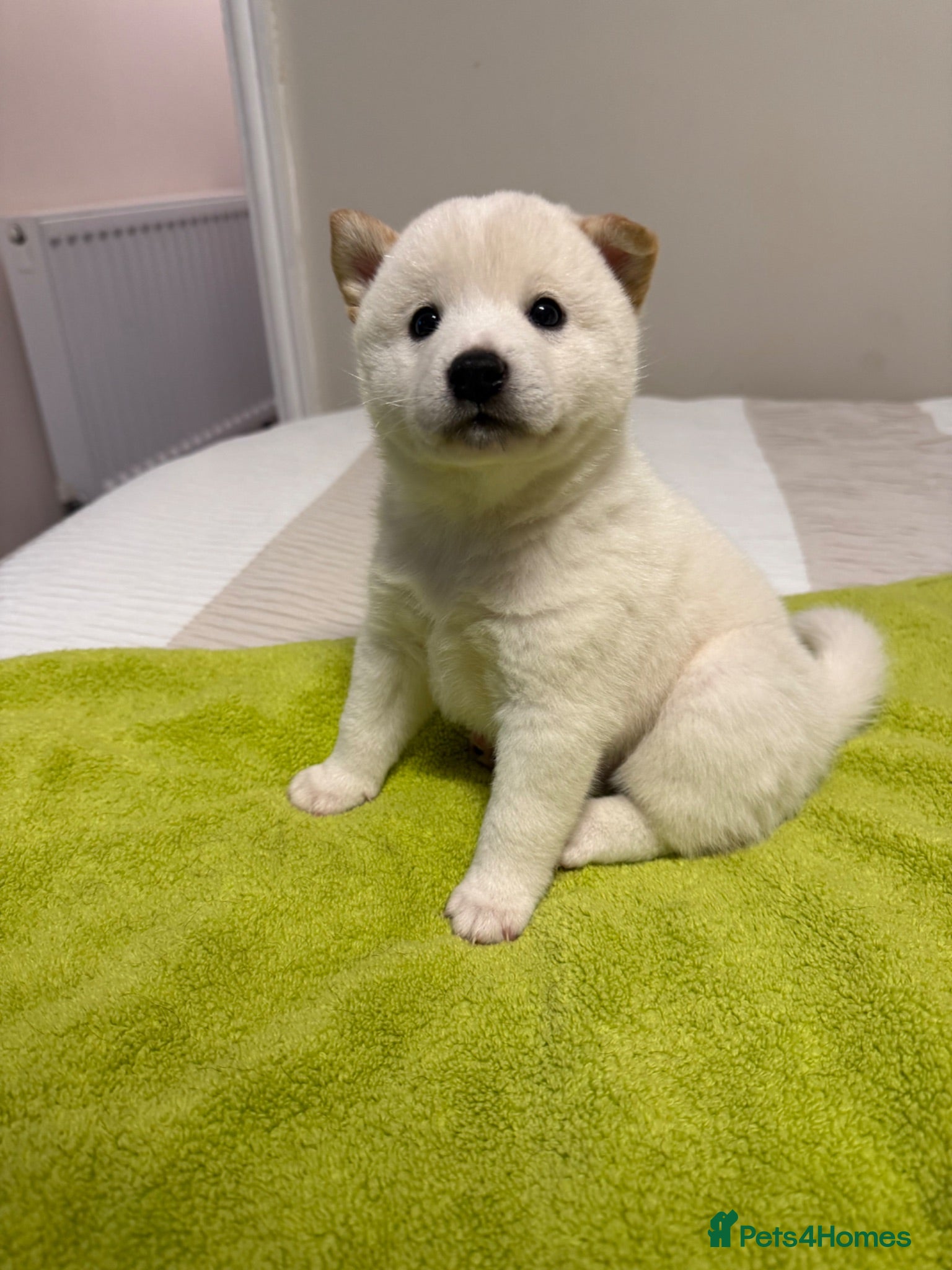 Japanese Shiba Inu dogs Beautiful babies - Advert 5