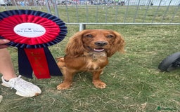 Cocker Spaniel dogs for stud: For Stud - Camsiscan Solaris Samurai  - Image 3