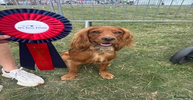 Cocker Spaniel dogs - Advert 16