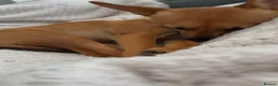 Mixed Breed dogs for sale: Nelly - Advert 5