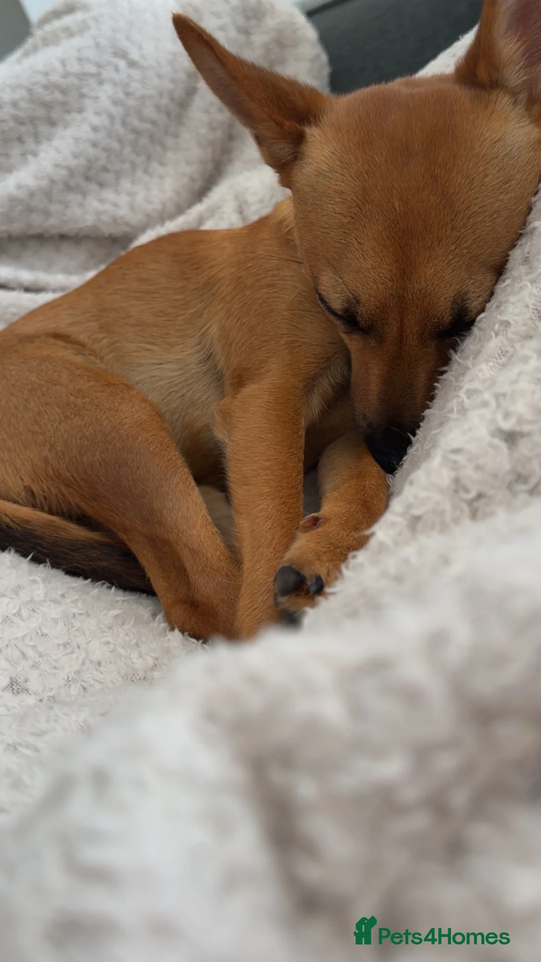 Mixed Breed dogs for sale: Nelly - Advert 5