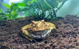 Frog reptiles for sale: Female Pac-Man frog - Image 14