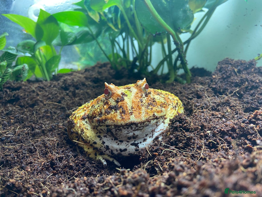 Frog reptiles for sale: Female Pac-Man frog - Image 14