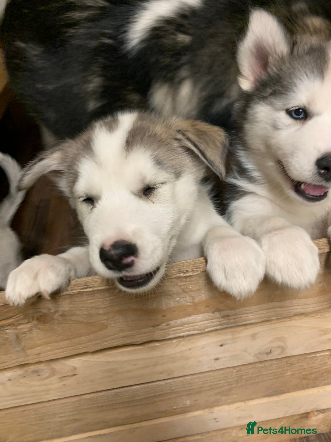 Utonagan dogs for sale: Husky x malamute  - Image 13