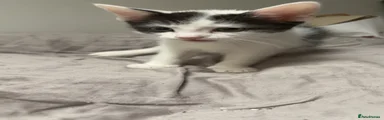 RIO
