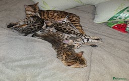 Bengal cats for sale: Bengal Kittens  - Image 4