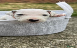 Dalmatian dogs for sale: Dalmatian puppies  - Image 18