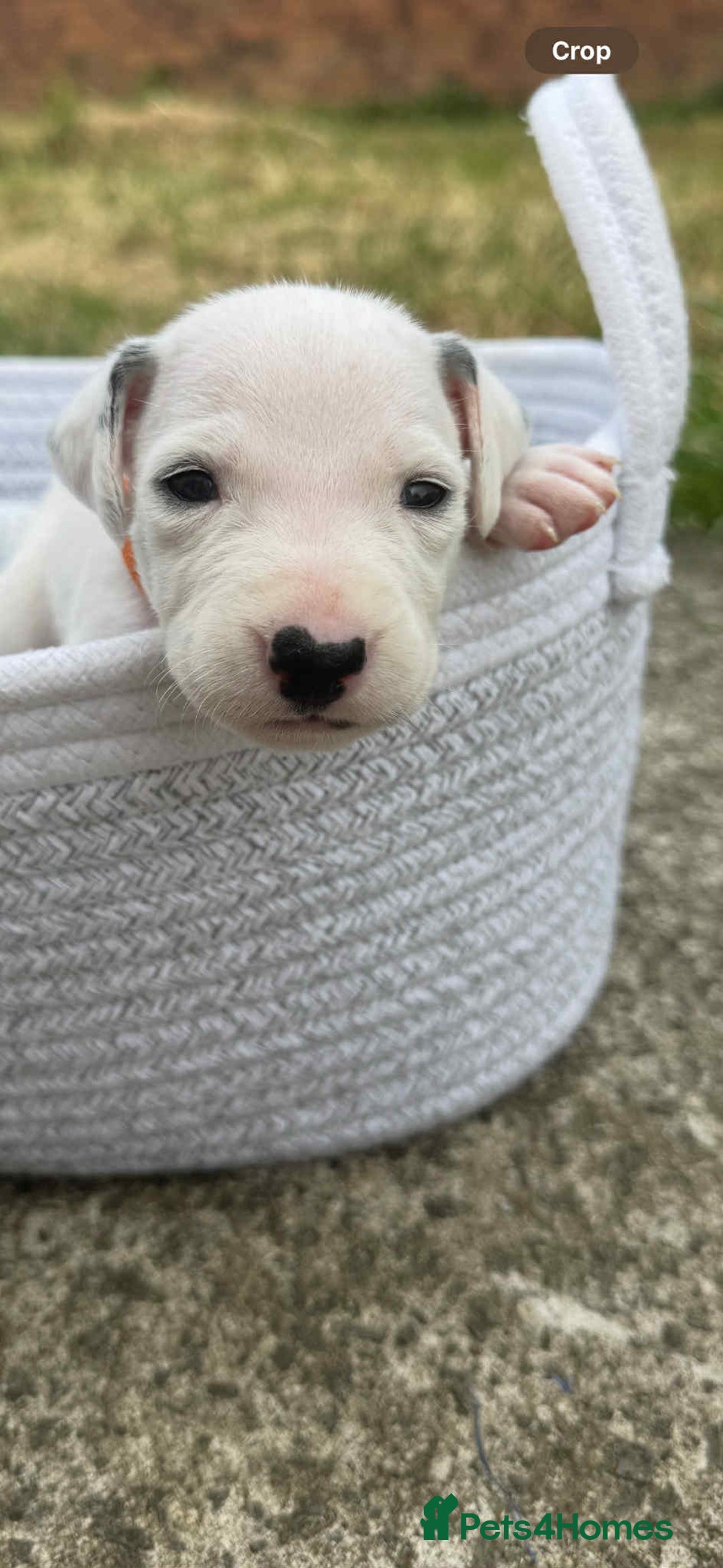 Dalmatian dogs for sale: Dalmatian puppies  - Image 18