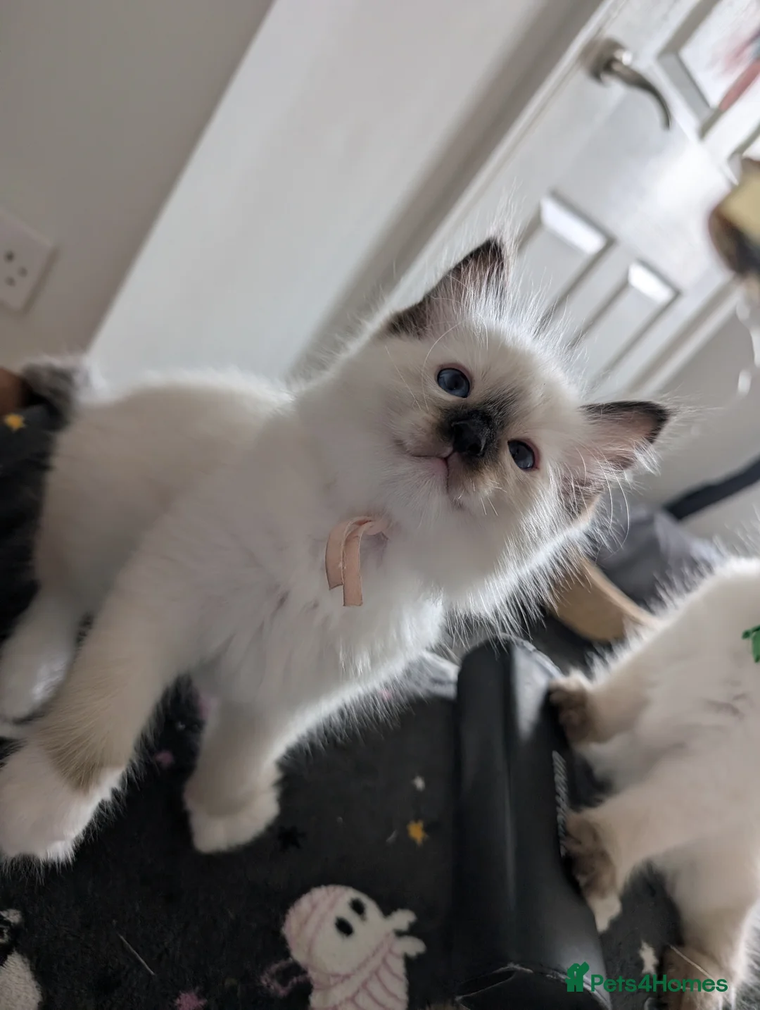 Ragdoll cats for sale: Beautiful Ragdoll Kittens  - Advert 1