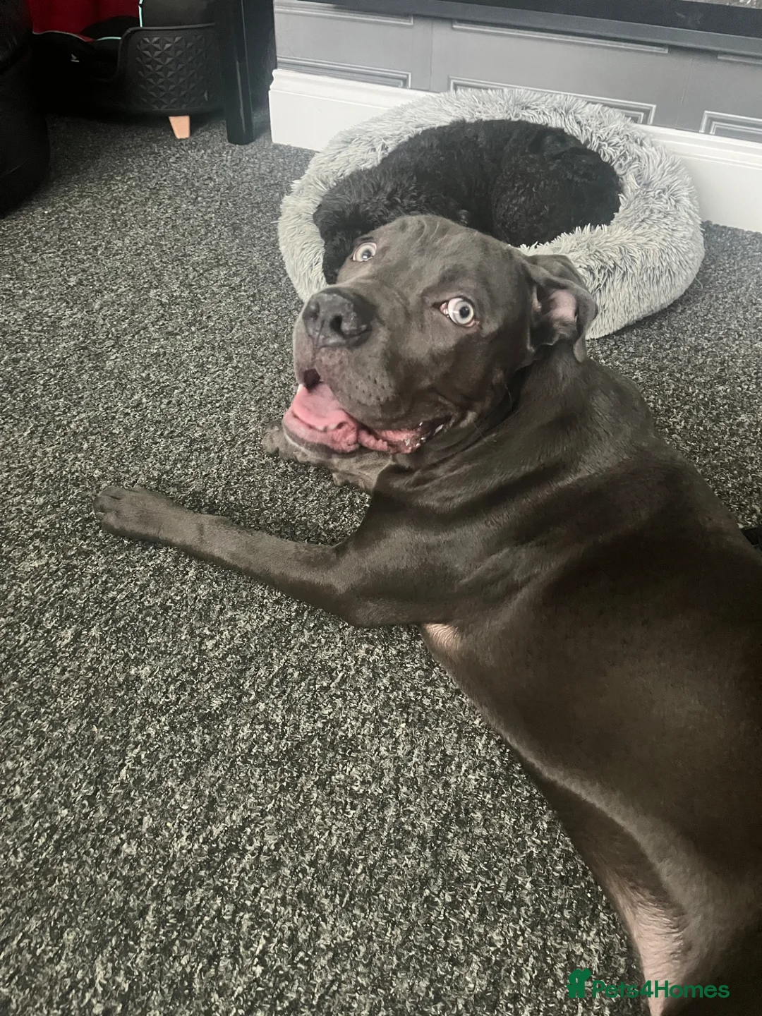 Cane Corso dogs for sale: Absolutely gorgeous Cane Corso Girl  - Advert 2