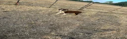 Border Collie dogs for sale: Pup 13 weeks old  in Rushden - Advert 4