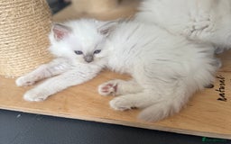 Ragdoll cats for sale: Adorable Ragdoll Kittens Seeking Forever Homes - Image 28