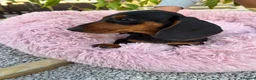 Miniature Dachshund dogs for sale: Puppy for Sale Outstanding KC Male Mini Dachshund  - Advert 15