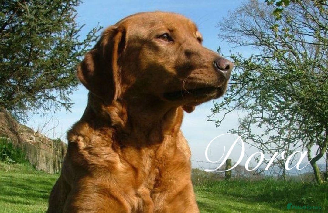 Labrador Retriever dogs for sale: Sykehead are expecting Fox Red lab pups  - Image 27