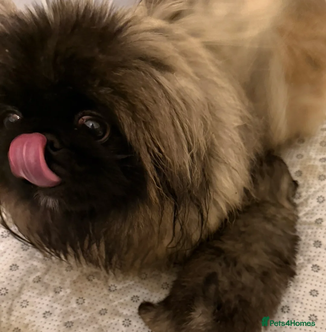 Pekingese dogs for sale: Kc Pekingese  - Advert 7