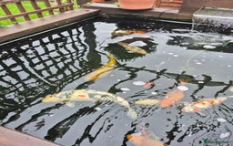 Koi Carp fish for sale: Pond Fish  - Image 2
