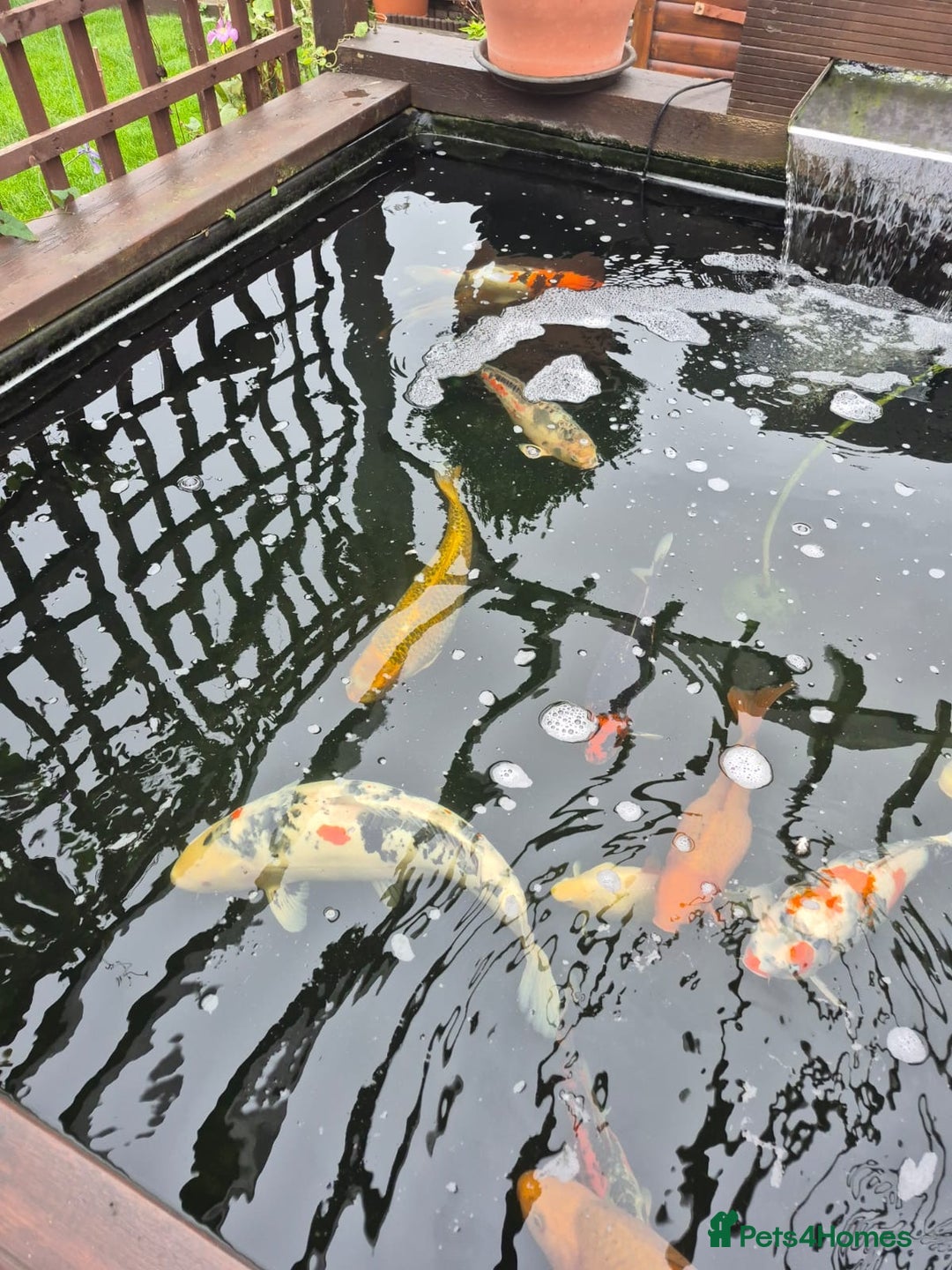 Koi Carp fish for sale: Pond Fish  - Image 2