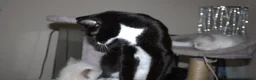 Mixed Breed cats for sale: Beautiful Black & White Tuxedo Female Kitten - Advert 2