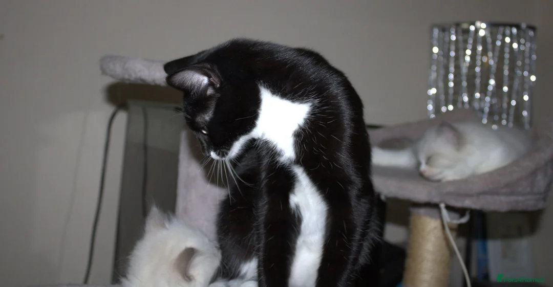 Mixed Breed cats for sale: Beautiful Black & White Tuxedo Female Kitten - Advert 2