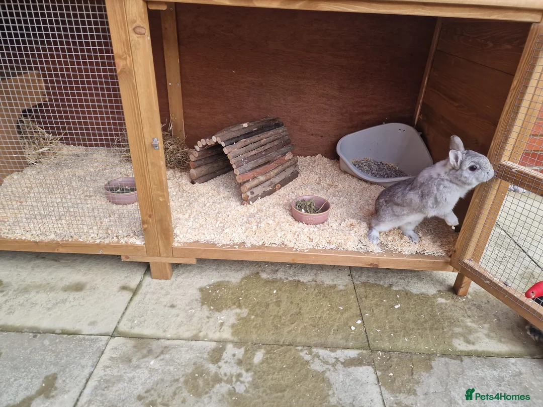 Netherland Dwarf rabbits for sale: 2 female Netherlands dwarf rabbits with hutch - Advert 23