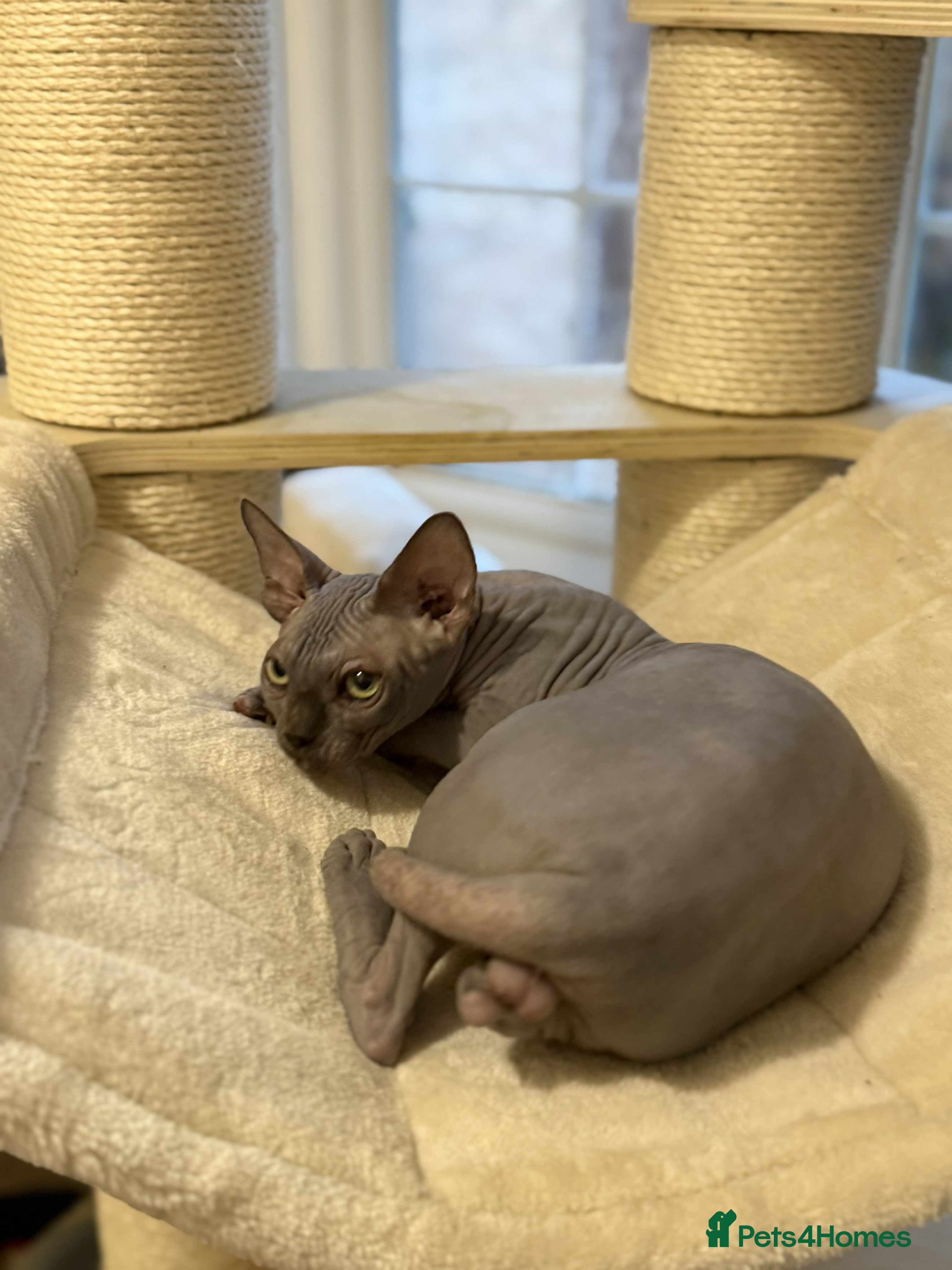 Sphynx cats Emaidacanadiansphynx - Advert 12