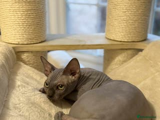 Sphynx cats Emaidacanadiansphynx - Advert 13