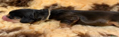 Cocker Spaniel 5